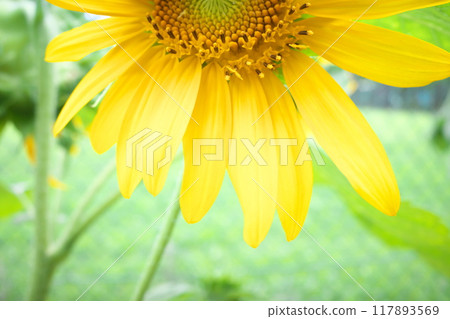 Sunflowers blooming in the green Sunflowers blooming in the green 117893569