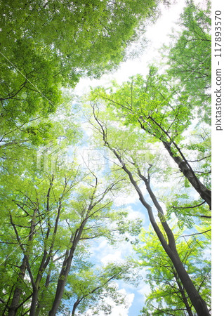 Surrounded by trees Surrounded by trees 117893570