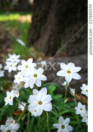 韭菜花開的公園 韭菜花開的公園 117893574