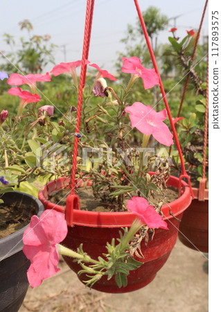 Petunia axillaris flower plant on pot Petunia axillaris flower plant on pot 117893575