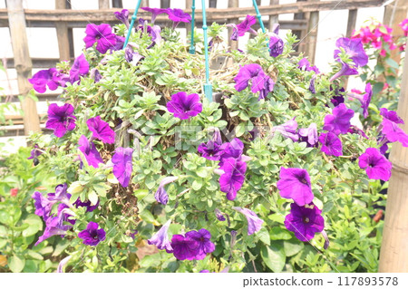 Petunia axillaris flower plant on pot Petunia axillaris flower plant on pot 117893578