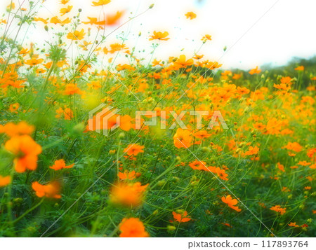 Orange cosmos in a cosmos field 117893764