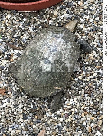 Turtle 117894259