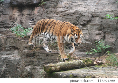 Early autumn: The brave figure of the Amur tiger at Tama Zoological Park Asia Park Early autumn: The brave figure of the Amur tiger at Tama Zoological Park Asia Park 117894266