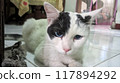cute cat with blue eyes 117894292