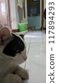 cat sleep on the floor 117894293