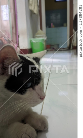 cat sleep on the floor 117894293