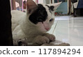 cat at home 117894294