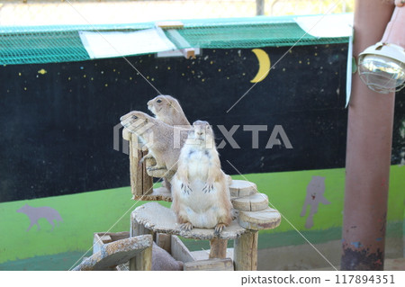 Prairie Dogs, Awajishima Farm Park, England Hill Prairie Dogs, Awajishima Farm Park, England Hill 117894351