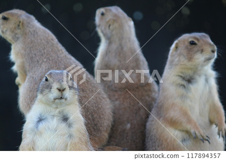 Prairie Dogs, Awajishima Farm Park, England Hill Prairie Dogs, Awajishima Farm Park, England Hill 117894357