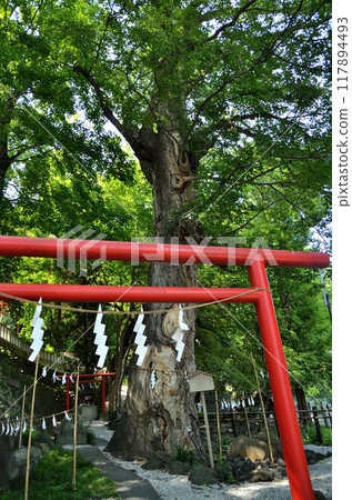 群馬縣高崎市山名町，山名八幡宮的神樹，保育平安之神 117894493