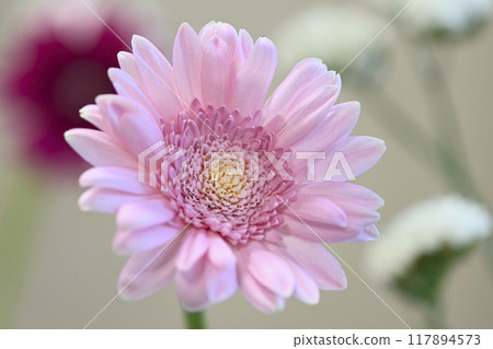 Pretty pink gerbera Pretty pink gerbera 117894573