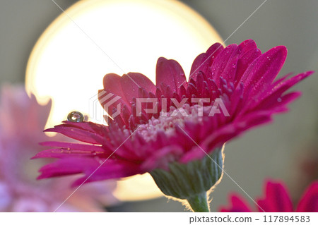 Cute gerbera Cute gerbera 117894583