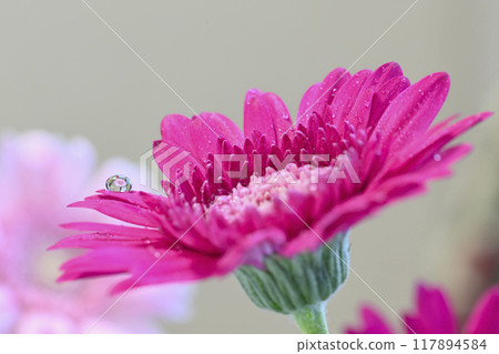 Cute gerbera Cute gerbera 117894584