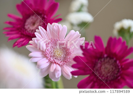 可愛的非洲菊 可愛的非洲菊 117894589