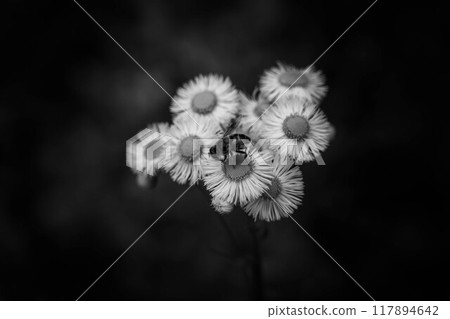 Early summer dandelions and hoverflies ~Monochrome~ Early summer dandelions and hoverflies ~Monochrome~ 117894642