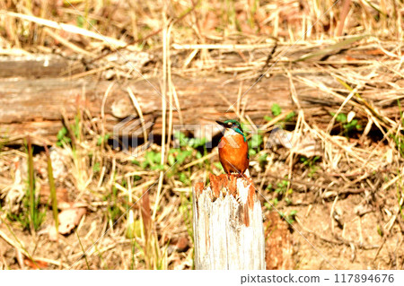 Kingfisher 117894676