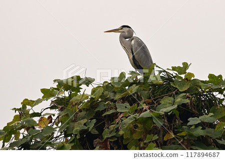 Gray heron 117894687