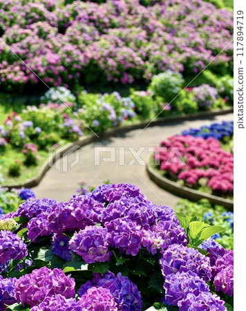 Colorful hydrangeas blooming in the Hydrangea Garden (Katahara Onsen Hydrangea Village/Gamagori City, Aichi Prefecture) Colorful hydrangeas blooming in the Hydrangea Garden (Katahara Onsen Hydrangea Village/Gamagori City, Aichi Prefecture) 117894719
