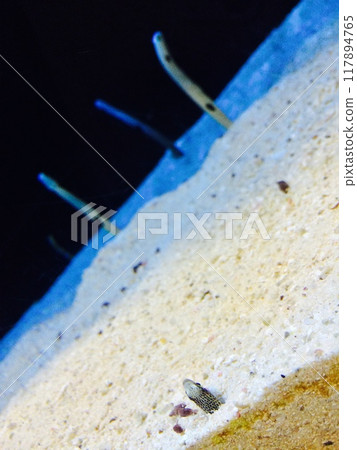 中國鰻魚 中國鰻魚 117894765