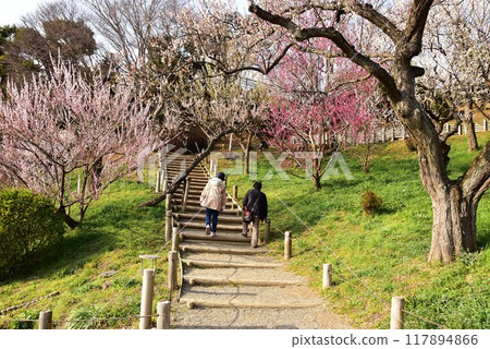 Mito City: Tourists and plum blossoms in full bloom along the Plum Grove Trail at Kairakuen 117894866