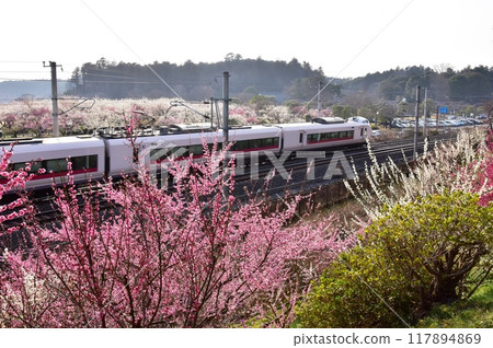 水戶市：偕樂園梅林線、常磐線梅花盛開 117894869