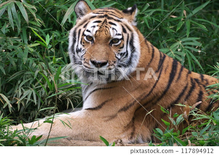 初秋多摩動物園亞洲花園阿穆爾虎站在草地上看著鏡頭 初秋多摩動物園亞洲花園阿穆爾虎站在草地上看著鏡頭 117894912