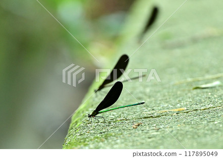 Atrocalopteryx蟬 Atrocalopteryx蟬 117895049