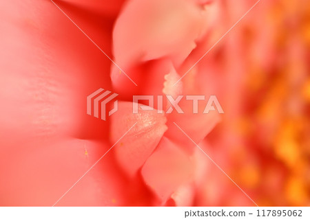 Gerbera macro 117895062