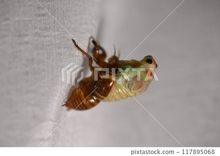 Cicada emerge Cicada emerge 117895068