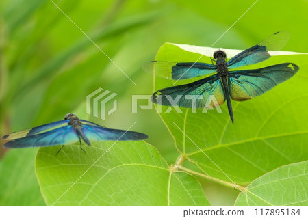 Butterfly dragonfly Butterfly dragonfly 117895184