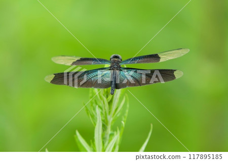 Butterfly dragonfly Butterfly dragonfly 117895185