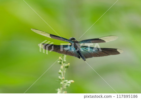 蝴蝶蜻蜓 蝴蝶蜻蜓 117895186