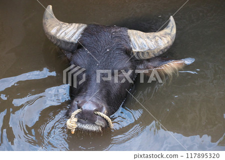Early Autumn Tama Zoological Park Asian Zoo Buffalo's Face Early Autumn Tama Zoological Park Asian Zoo Buffalo's Face 117895320