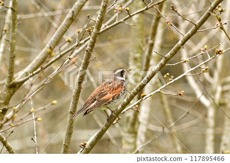 Thrush 117895466