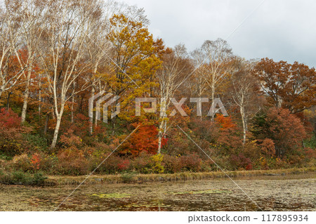 Autumn leaves at Kido Pond [Shiga Kogen] Nagano Prefecture, October 117895934