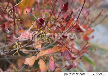 Close-up of nuts on a blurred background [Autumn image material] 117895936