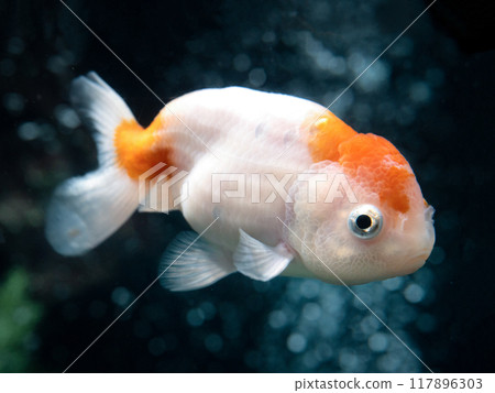 金魚ranchu 金魚ranchu 117896303