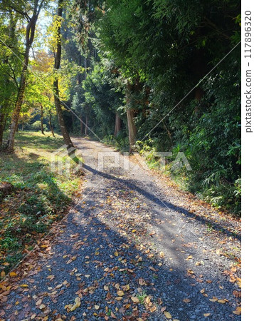 美麗的森林漫步 117896320