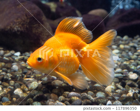 金魚Ryukin 117896350