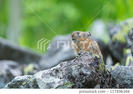 Pika that came out on the rock 117896366