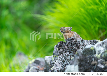 A pika resting on a rock 117896368