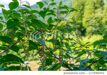 盛夏水果～日本山牛蒡～ 117896441