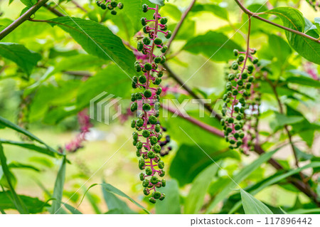 盛夏水果~日本山牛蒡~ 盛夏水果~日本山牛蒡~ 117896442