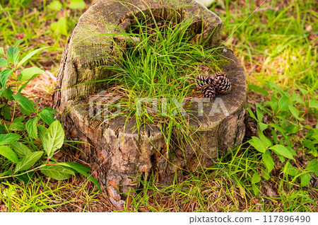 松果落在樹樁上 117896490
