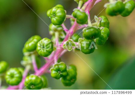 山鄉的花與果～仲夏的色彩～ 117896499