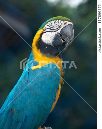 Early autumn Tama Zoo Asia Park Macaw striking a pose 117896573