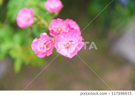 安琪拉花特寫 117896655