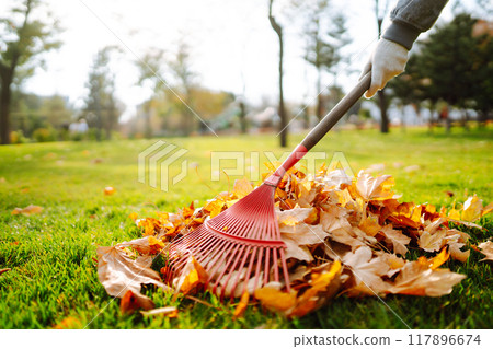 Rake with fallen leaves in autumn. Man cleans the autumn park from yellow leaves. Volunteering. Rake with fallen leaves in autumn. Man cleans the autumn park from yellow leaves. Volunteering. 117896674