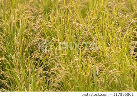Rice cultivation Rice cultivation 117896801